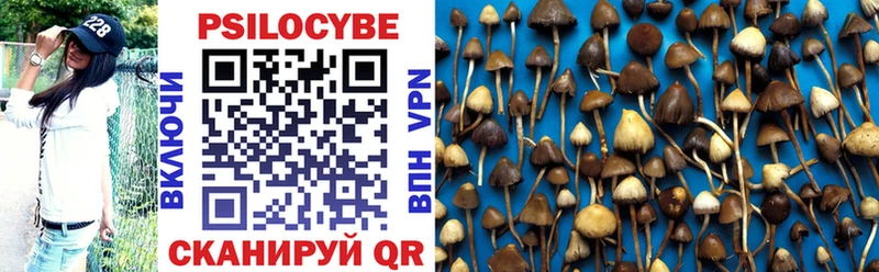Купить где  Краснознаменск  Псилоцибиновые грибы Psilocybe 